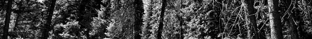 From the Dark Woods, a micro fiction by Jared Ray Conger